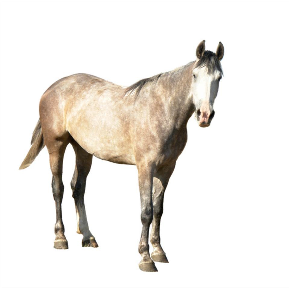 Southern Indiana Equine