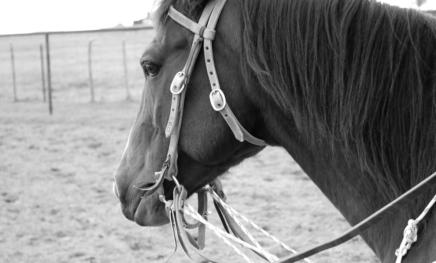 Cow Horse Supply