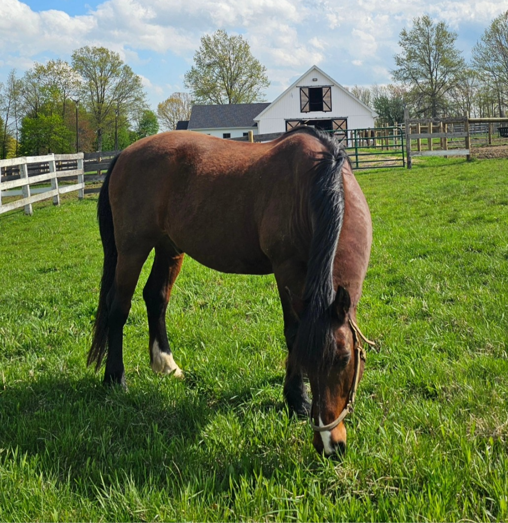 Shepard Meadows Equestrian Center