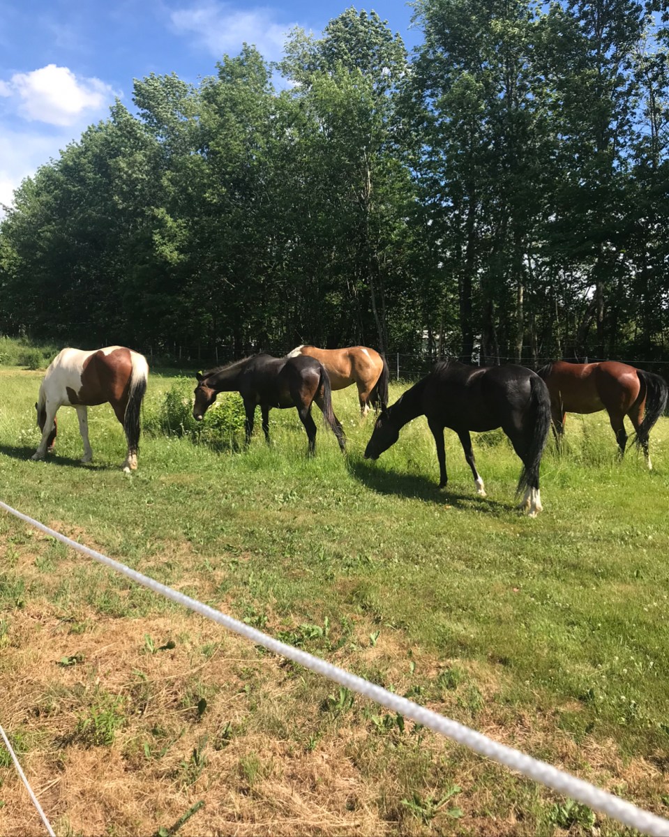 Harmony Horse Farm