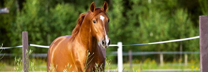 Progressive Choice Animal Care