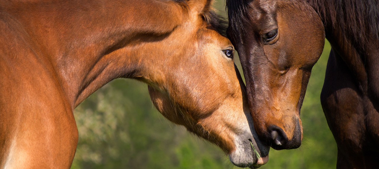 Allegheny Equine Associates