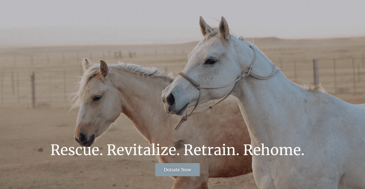 Mountain Shadows Equine Revival