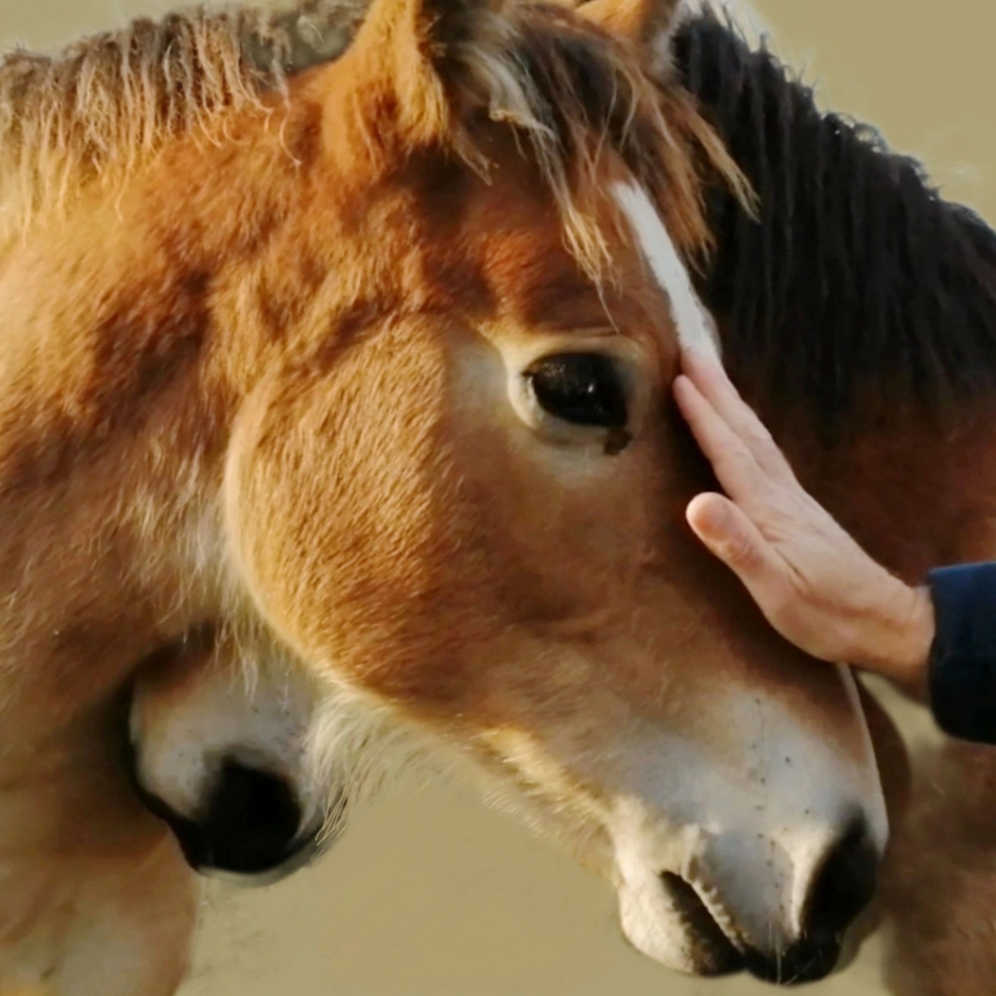 Island Equine Clinic