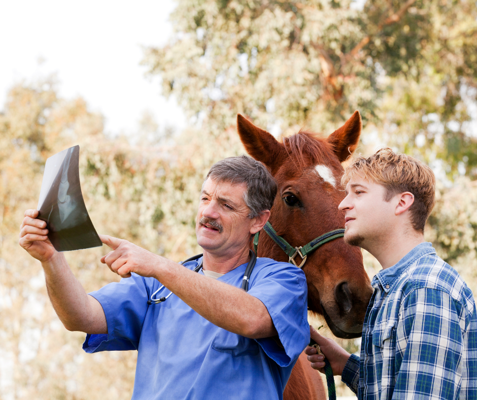 Peak Performance Equine PLLC