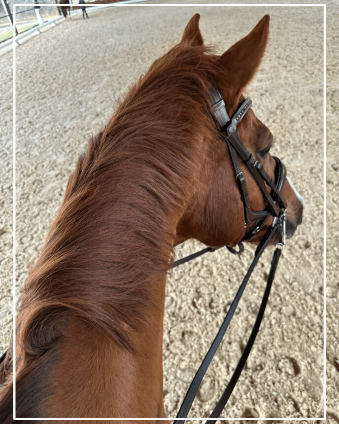 White Fences Equestrian Center