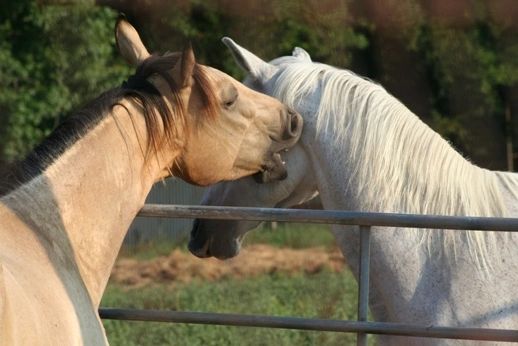 Give Me A Chance Equine Rescue