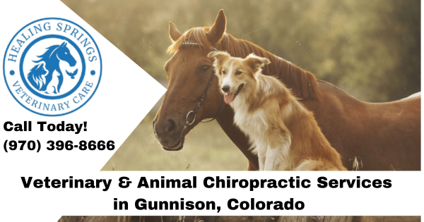 Healing Springs Veterinary Care