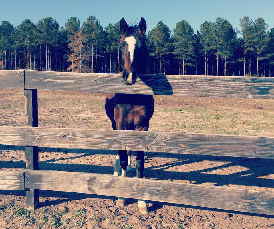 4Hooves Large Animal Services, LLC