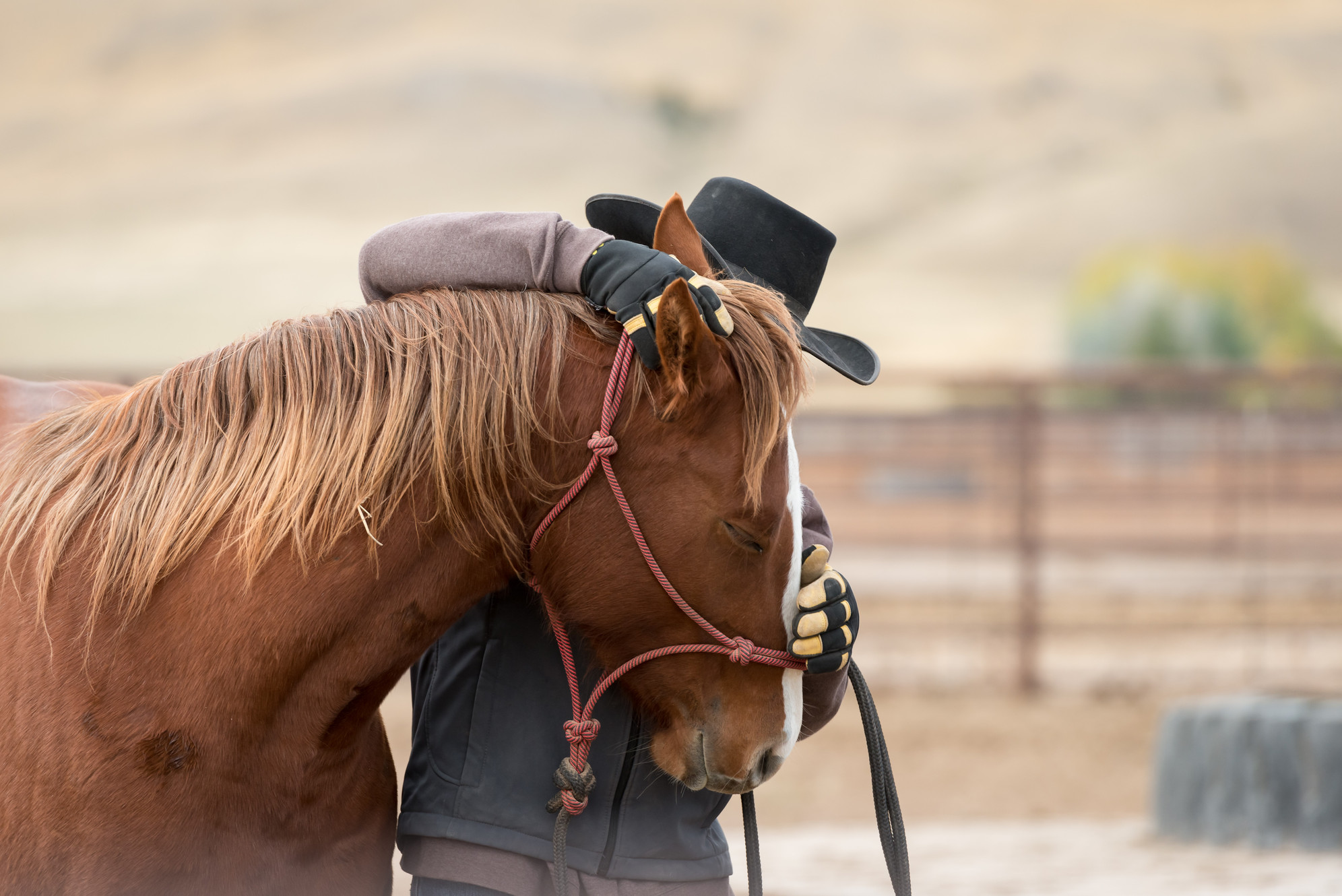 Montana Center for Horsemanship