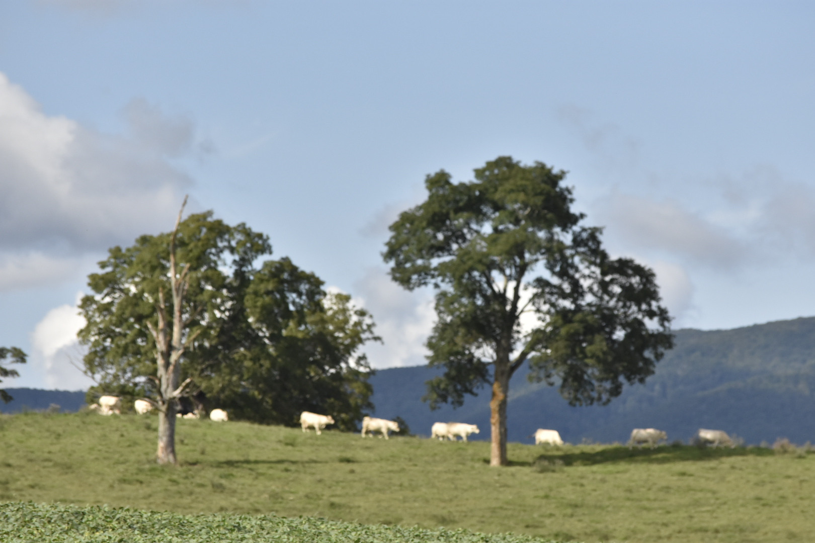Hillcrest Farm
