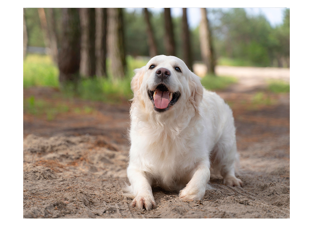Bear Paw Veterinary Service