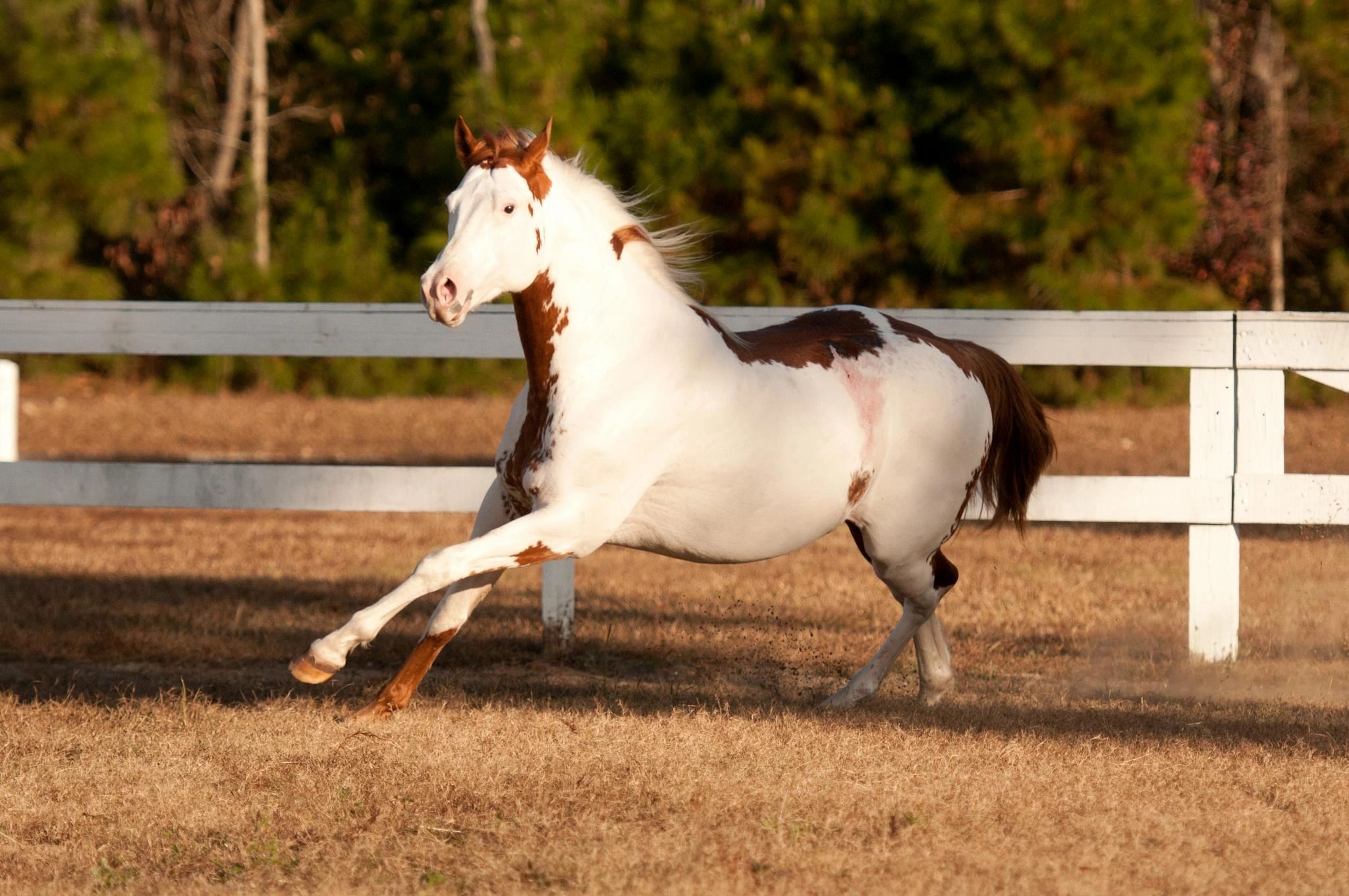 L.E.A.R.N. Horse Rescue