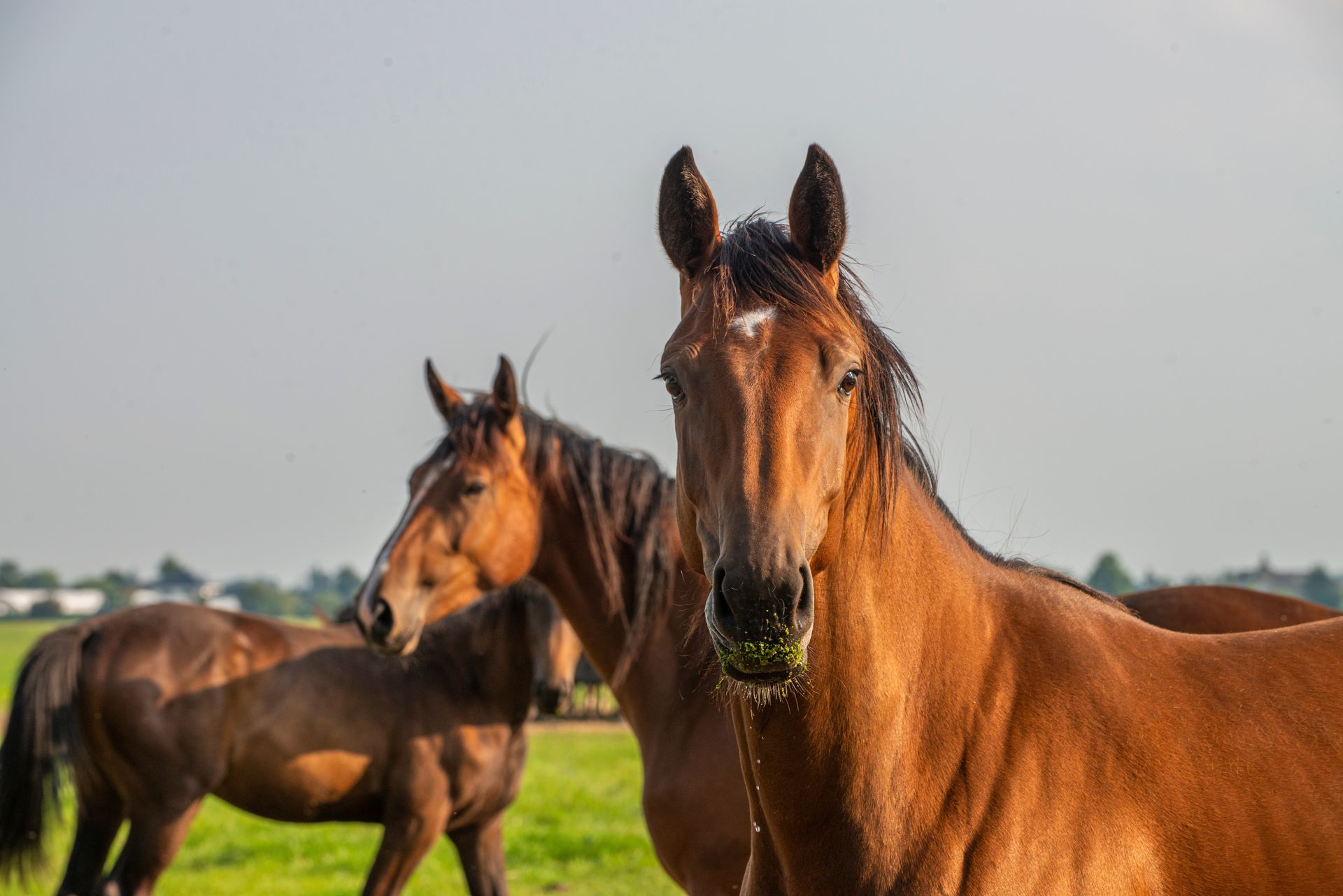 Serios' Feed and Seed