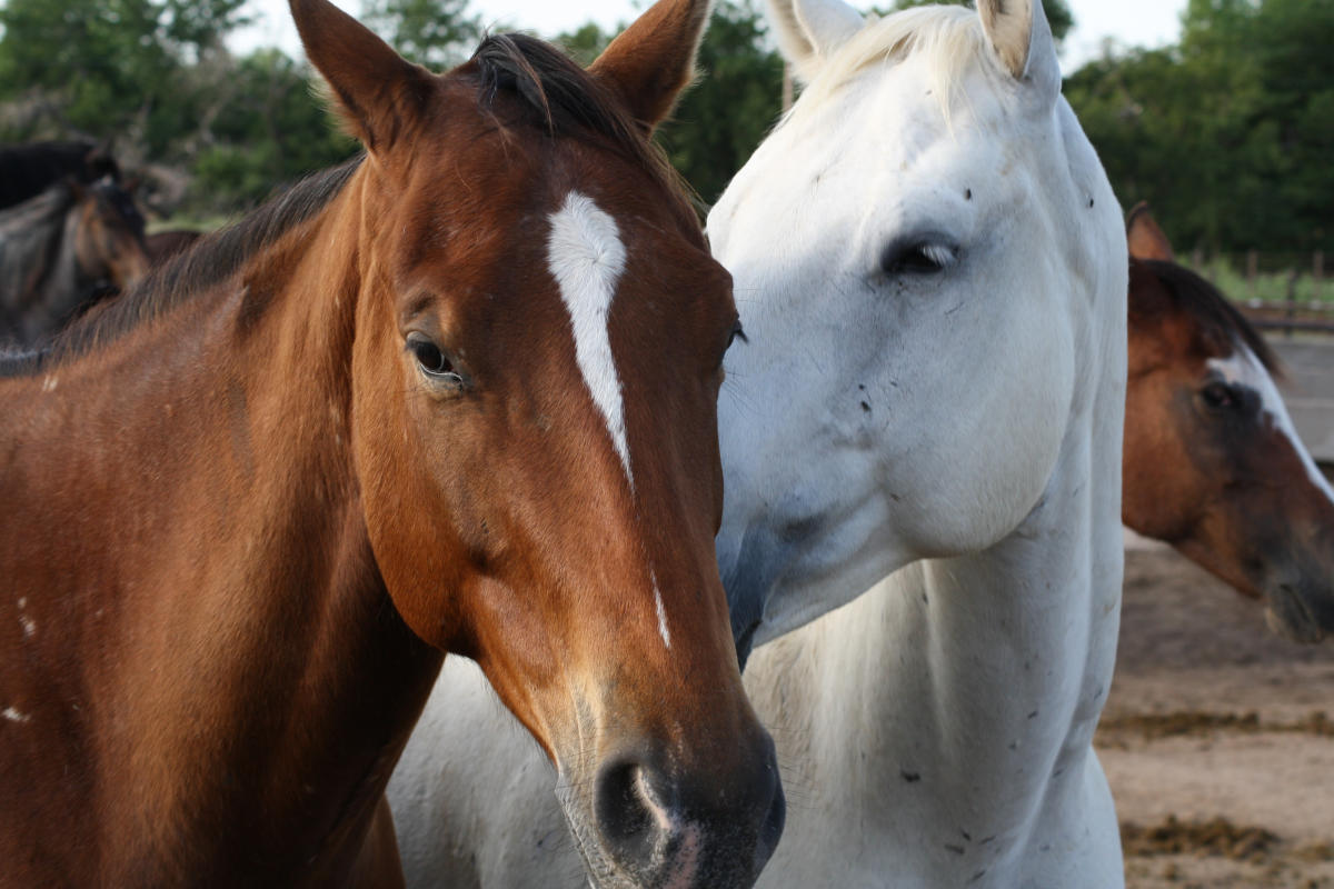 Pretty-Horses Motel