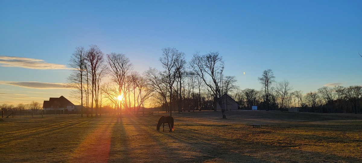 Boudreaux's Equine Rescue and Sanctuary