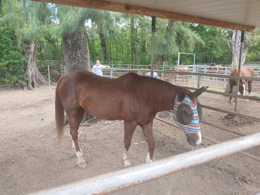 Therapeutic Horsemanship of Hawaii