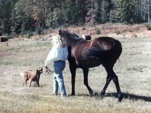 Golden Rule Equine Services