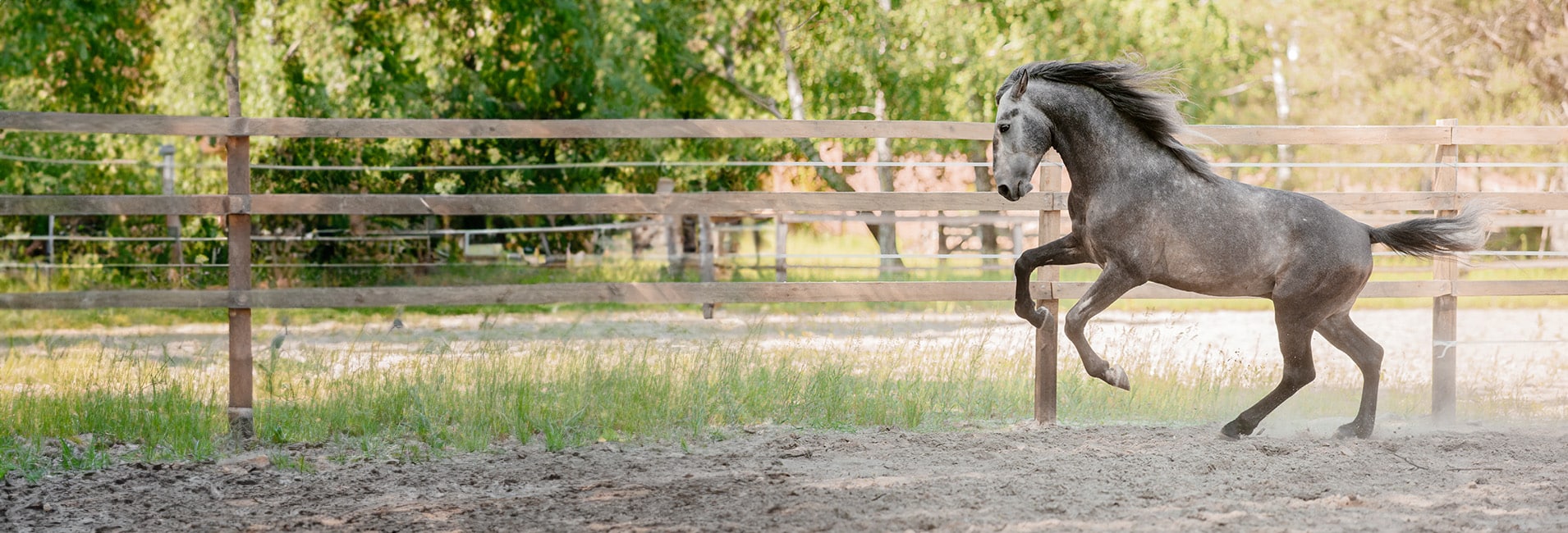 Herd Health Management
