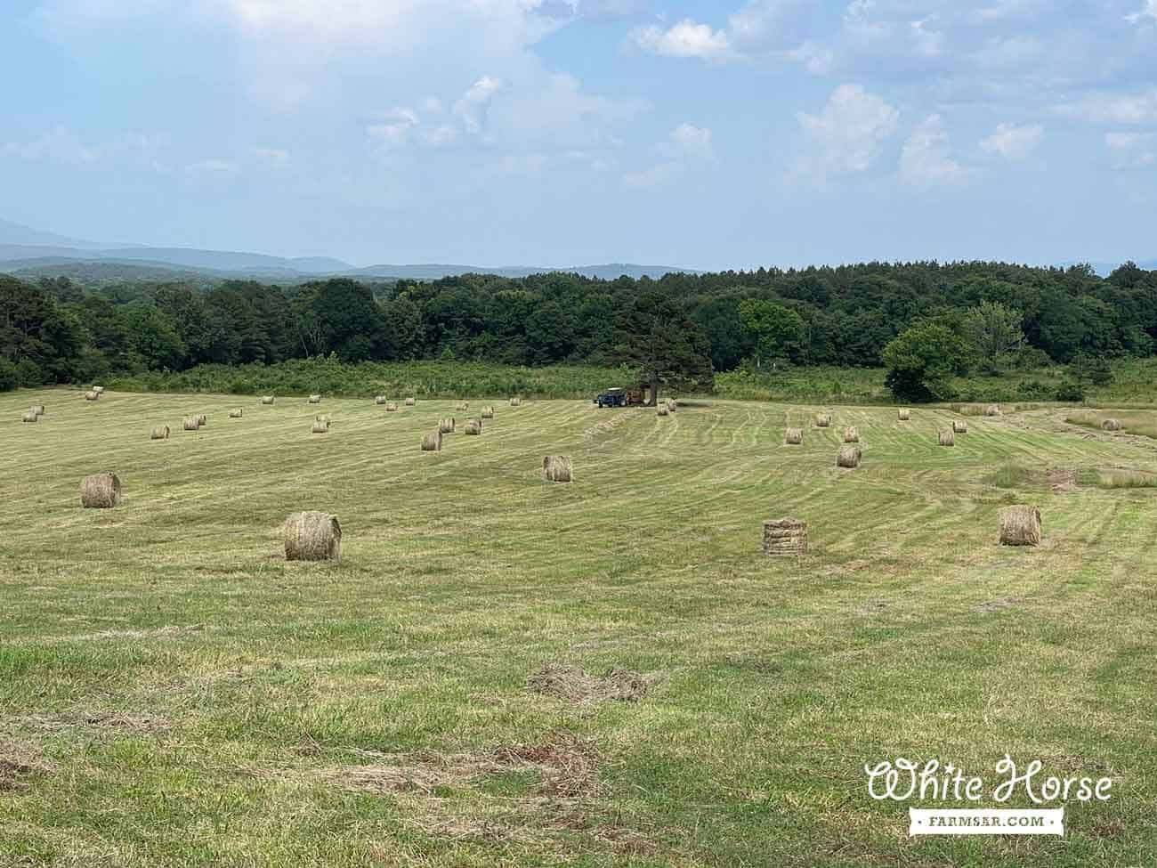 White Horse Farms Arkansas