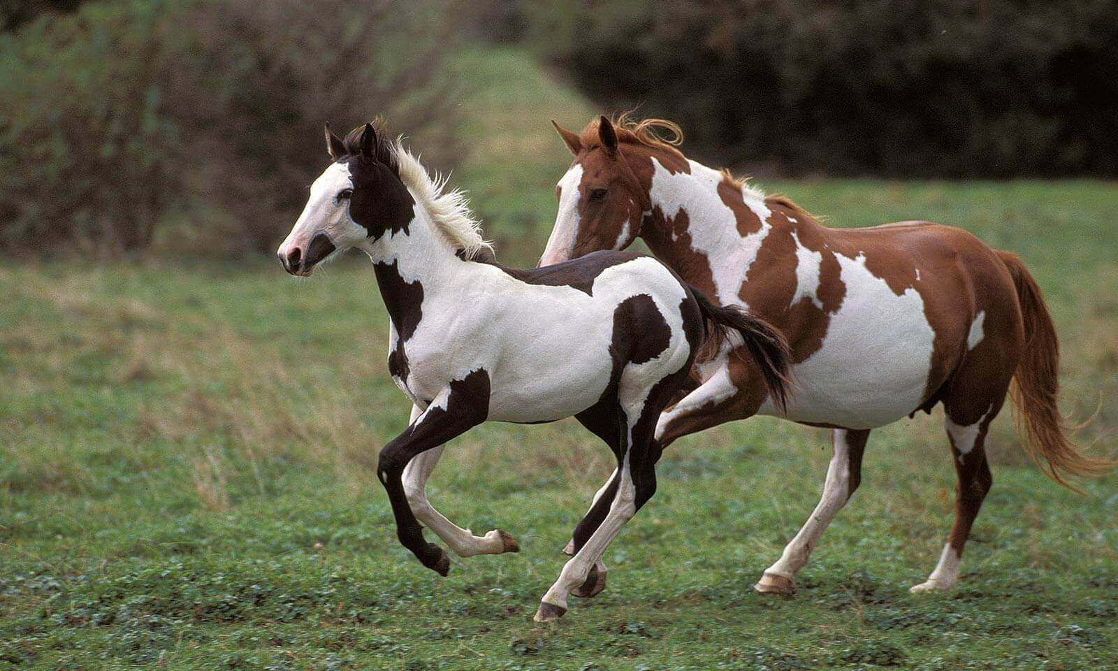 Woodside Equine Clinic