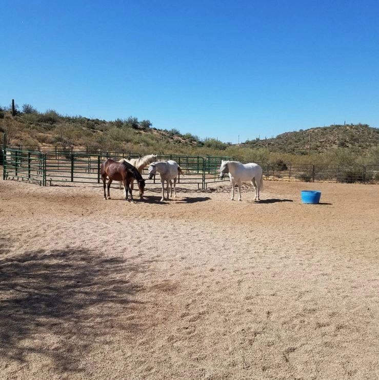 Triple R Horse Rescue