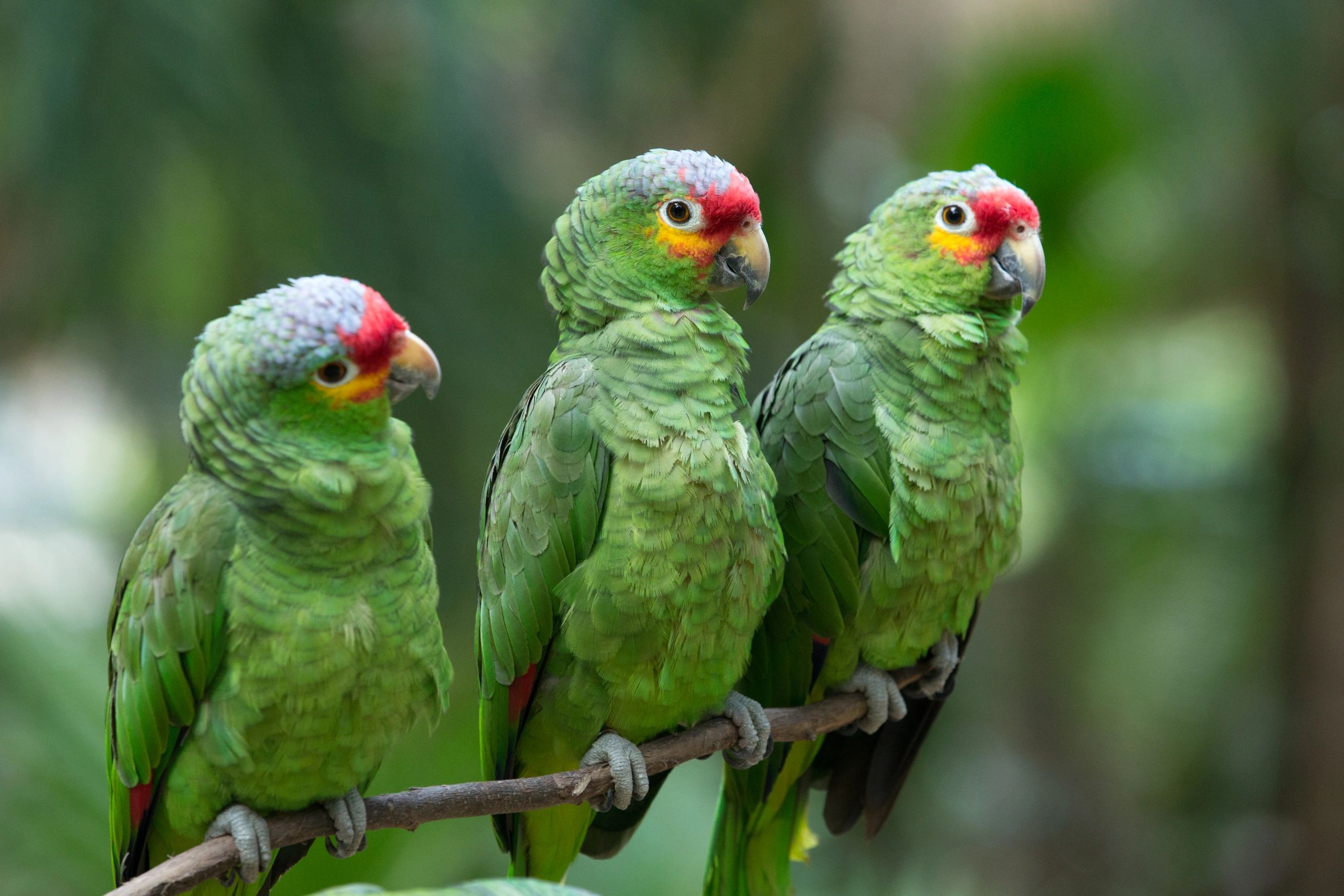 Avian & Exotic Animal Clinic of AZ