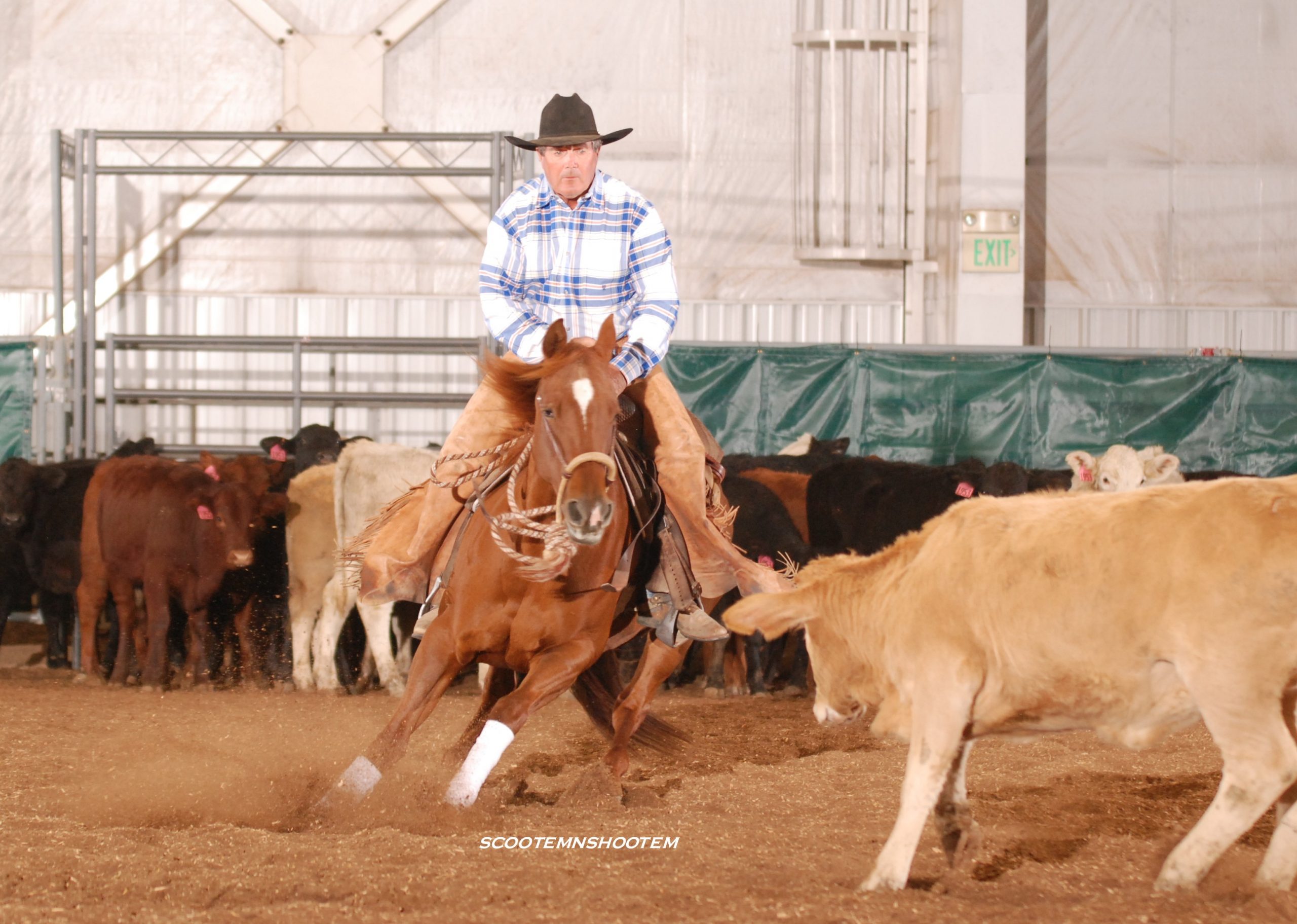 J and J Cook Performance Horses