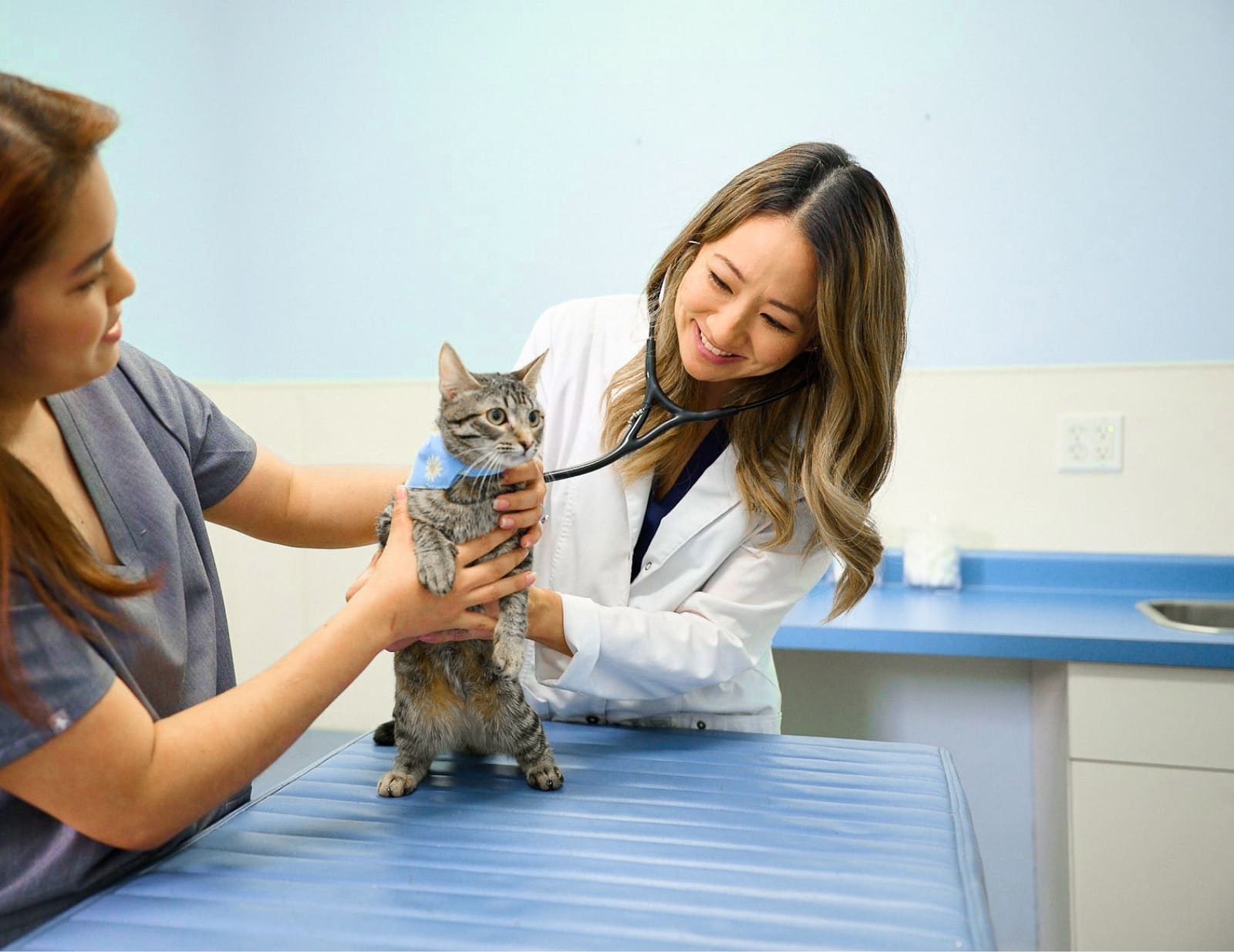 Kaka'ako Pet Hospital