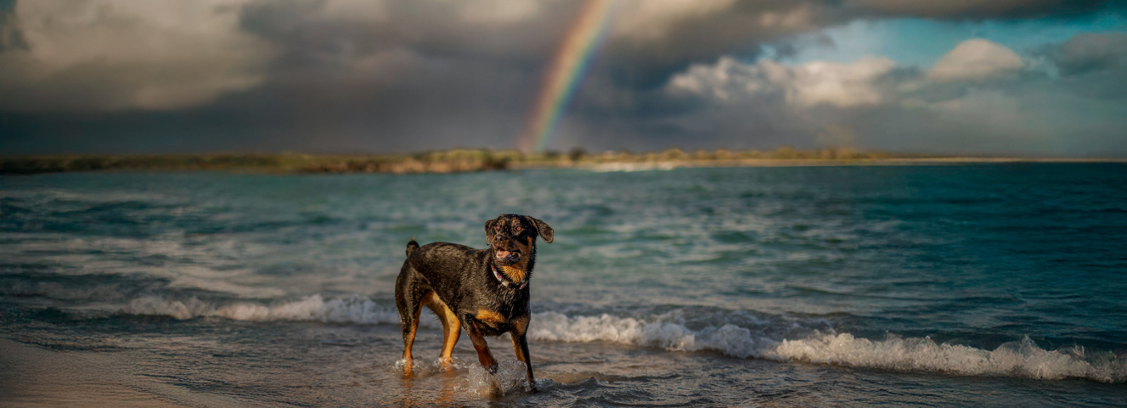 Veterinary Emergency and Referral Center (VERC)