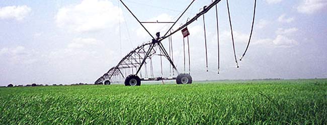 Windmill Hay Farms