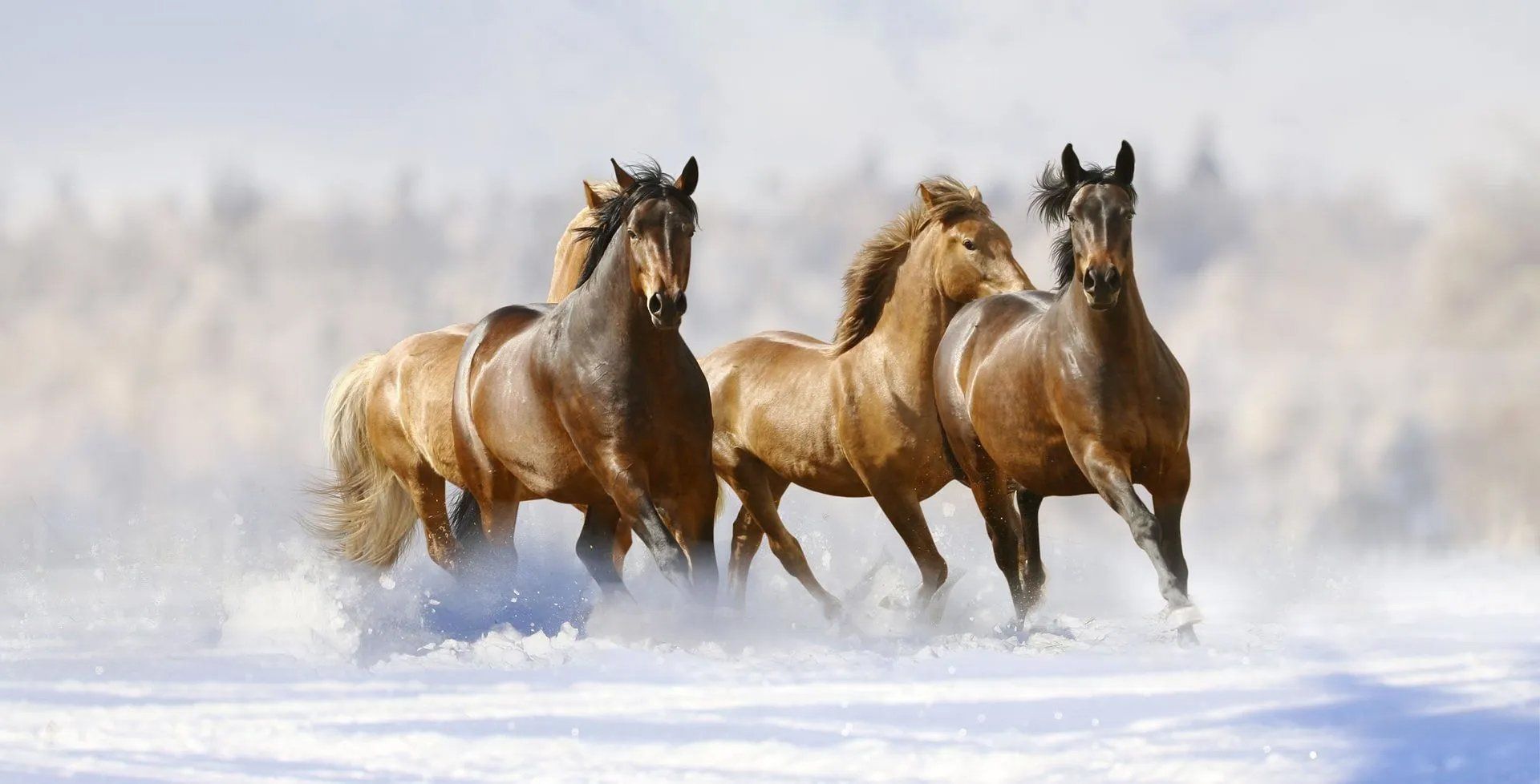 DeNaples Equine Services