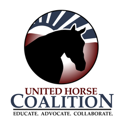 Voice For Horses Rescue Network