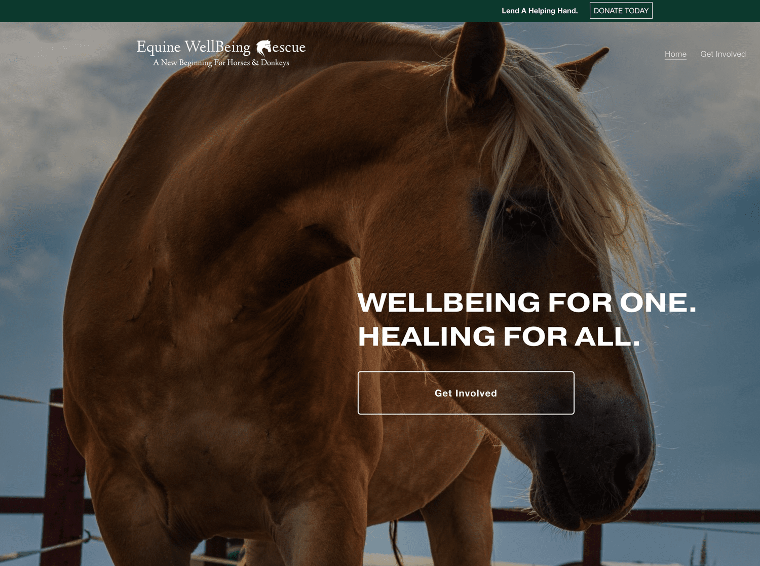 Equine WellBeing