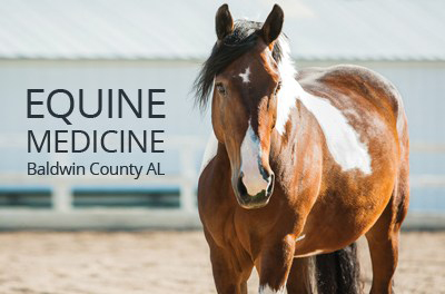 Equine Medical Services