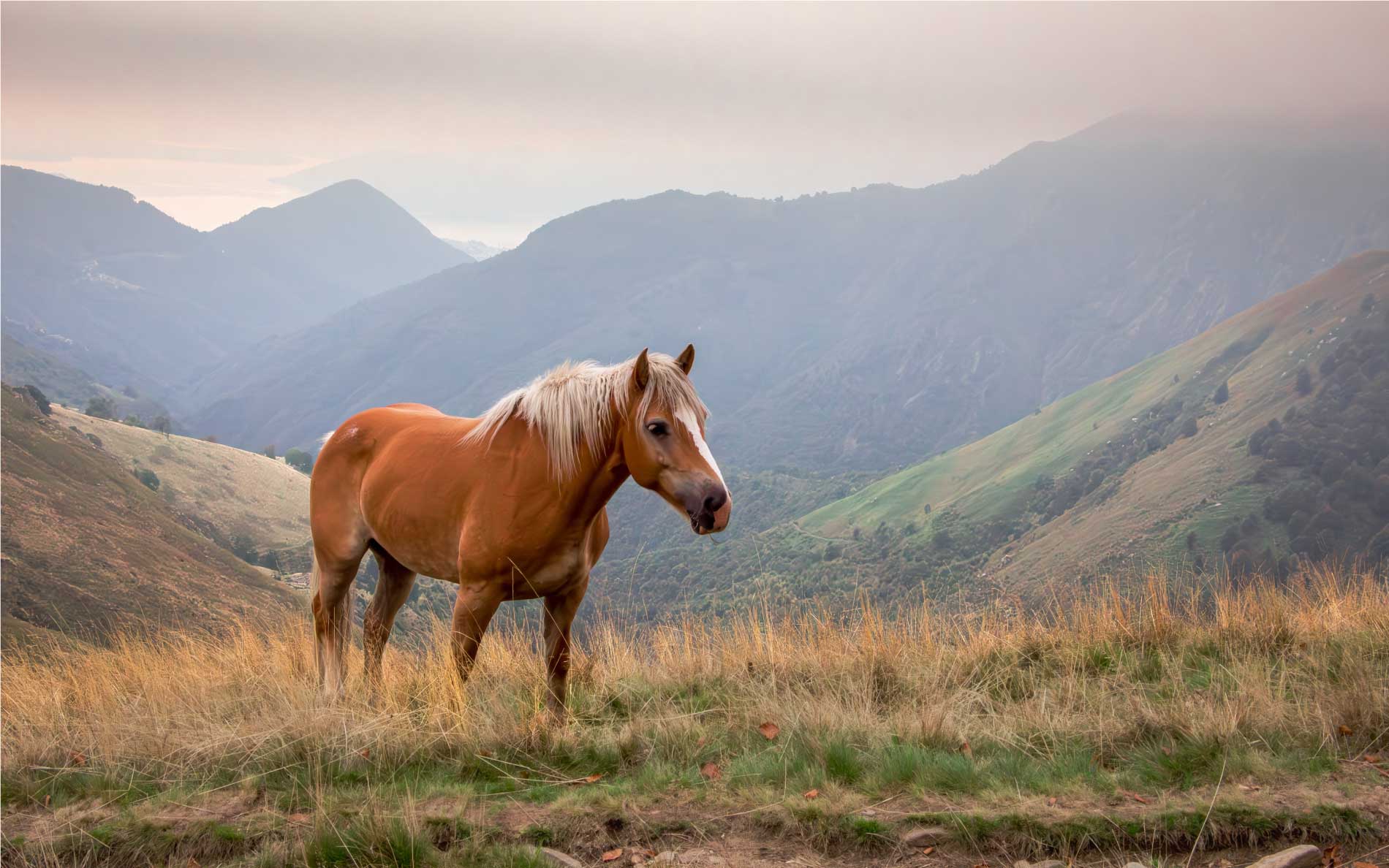 Countryside Veterinary Large Animal Clinic LLC
