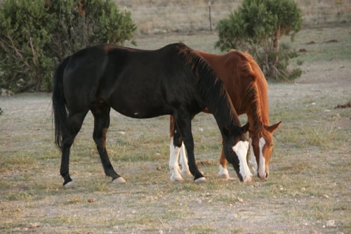 Blue Moon Rescue & Sanctuary