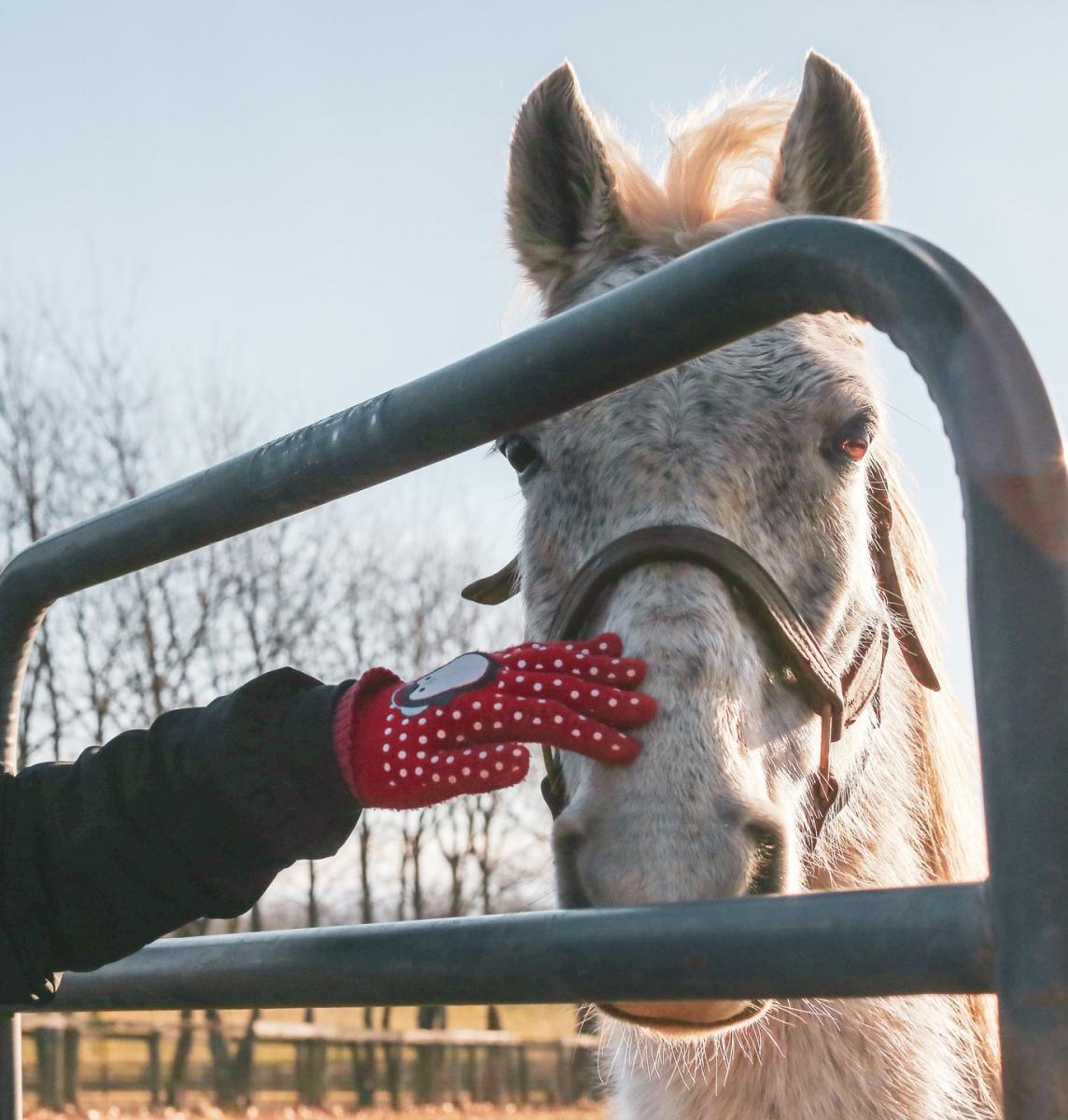 Kentucky Equine Adoption Center