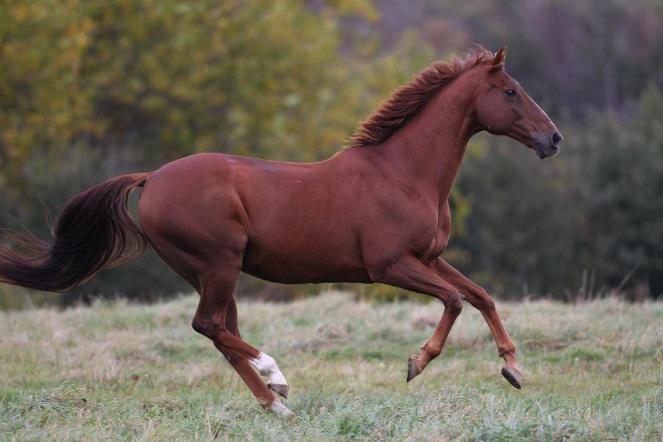 Balanced Horse Training