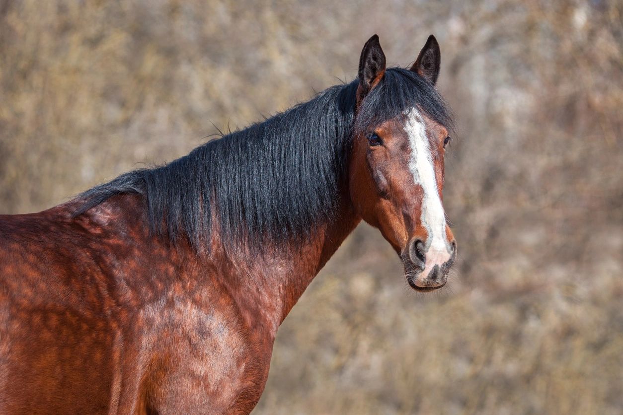 Large Animal Medicine and Surgery, PA