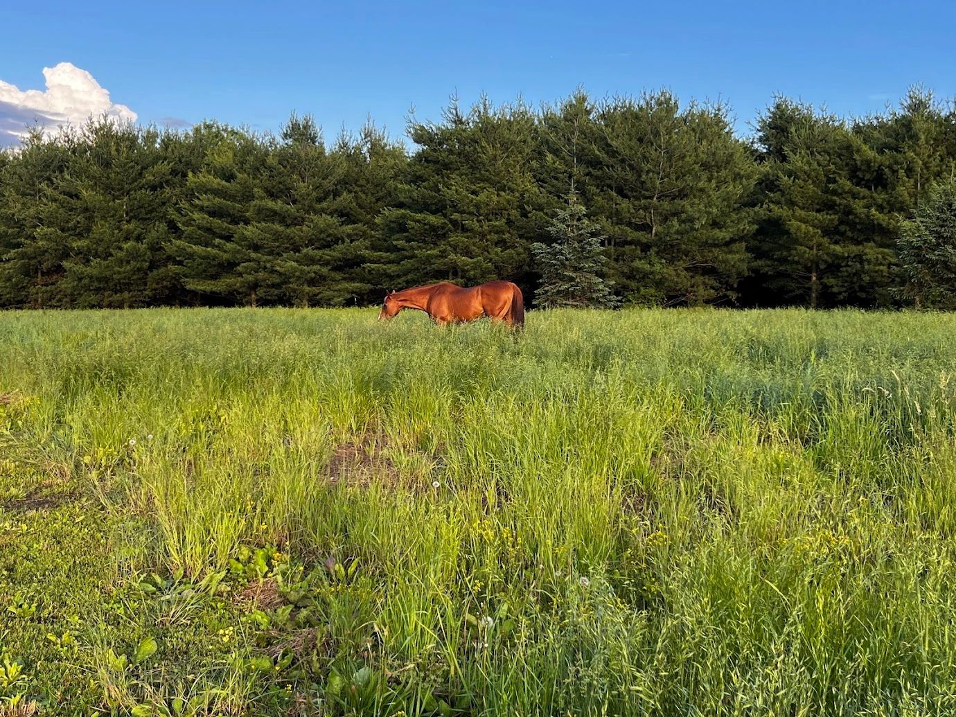 Home Stretch Horse Rescue