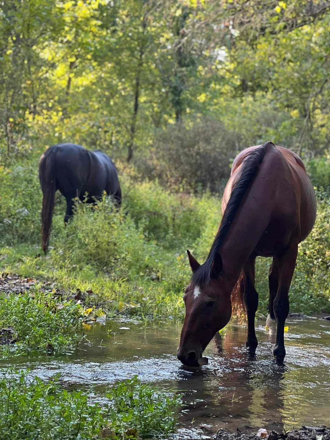 American Standardbred Adoption Program Inc.