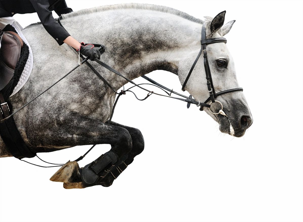 Saddle Ridge Riding Center