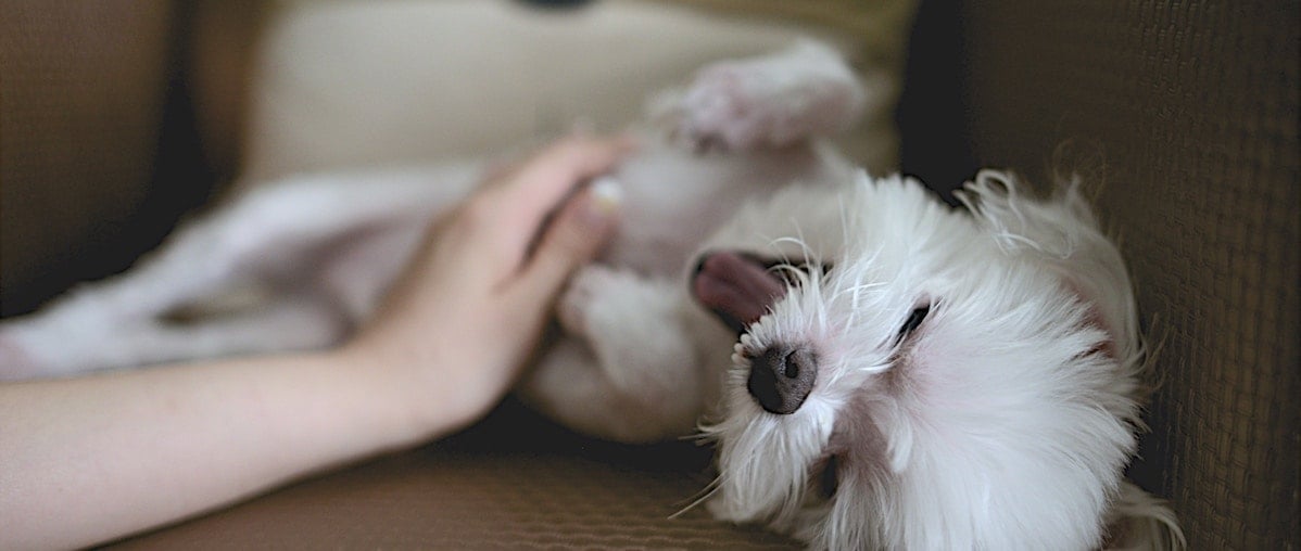 Hands On Hounds - Canine Massage Services