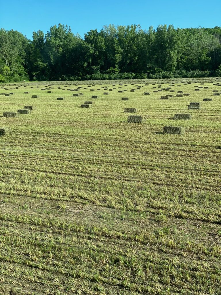 American Hayman Farms Inc