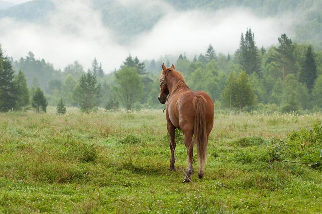 Ironwood Mobile Veterinary Services
