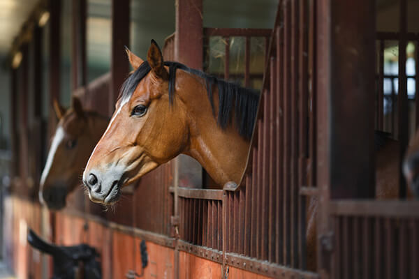 Premiere Equine Veterinary Service