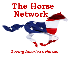 Equine Collective Inc 501c3 Rescue & Sanctuary