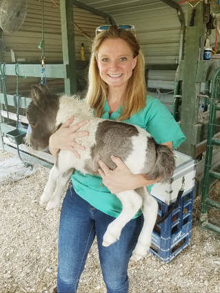 B-Line Equine Veterinary Services
