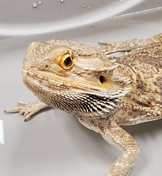 Brunswick Veterinary Clinic